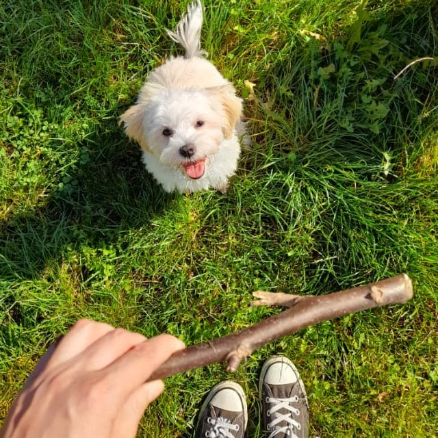 Mochi